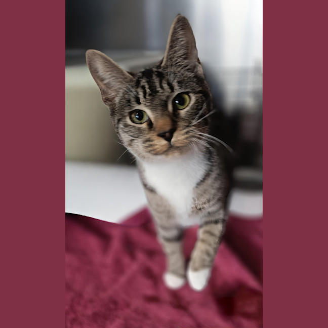 Photo of Willow