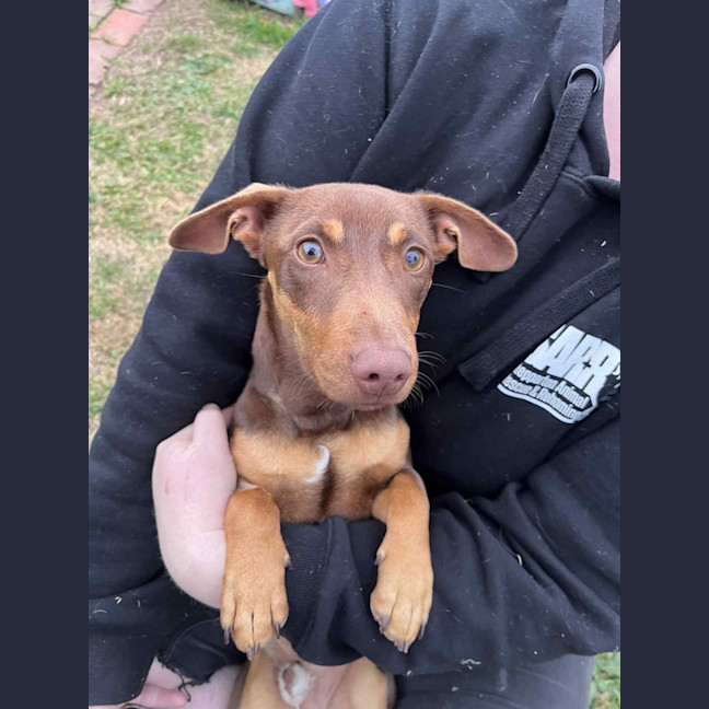 Photo of Banjo