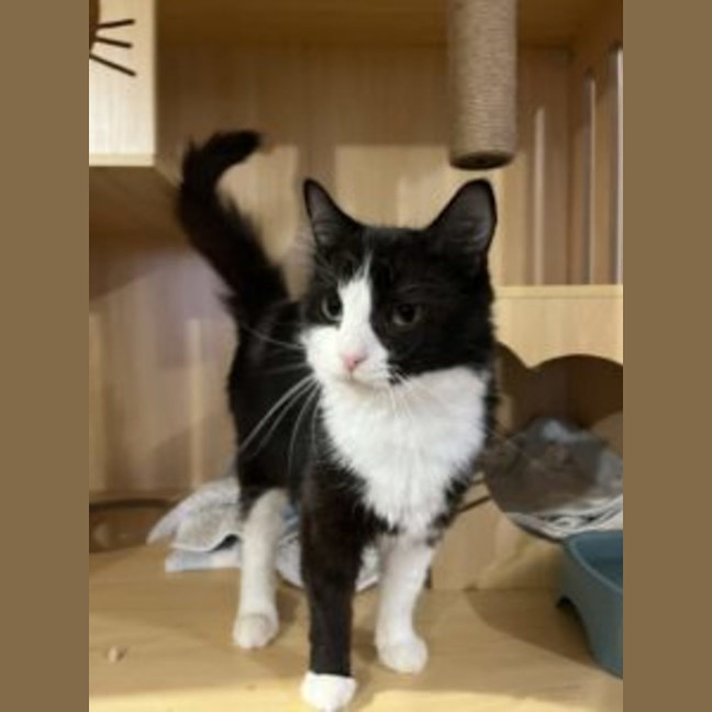 Photo of Jade Now At Pet Quarters Morisset