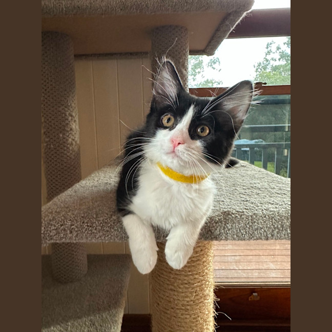 Photo of Pickle