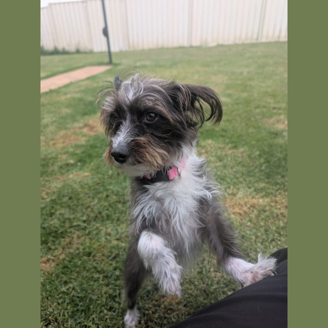 Photo of Mimi   3 Year Old Maltese X Poodle