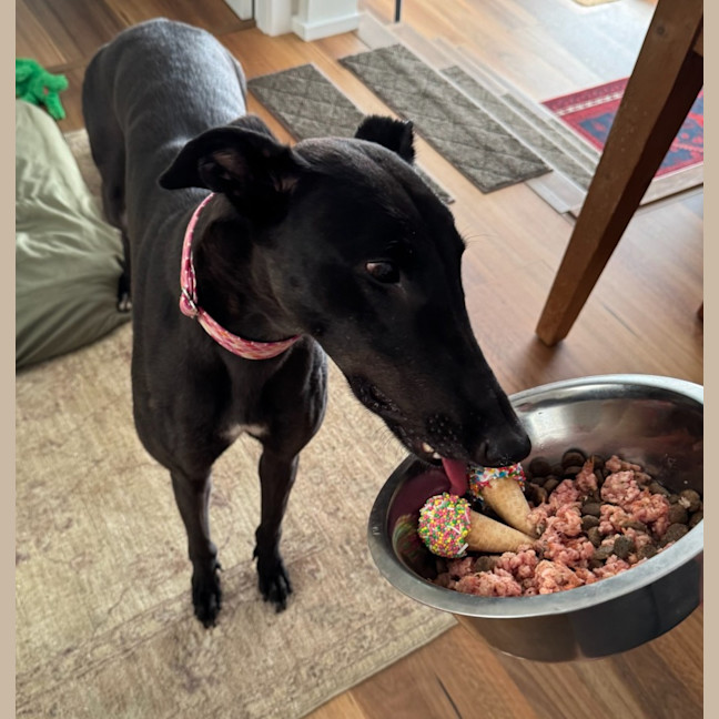 Photo of Misty, The Greyhound