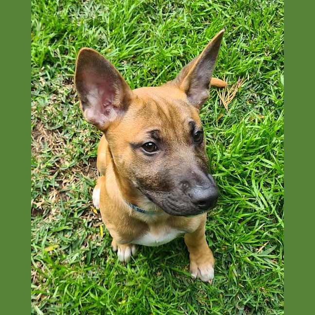 Photo of Darcy