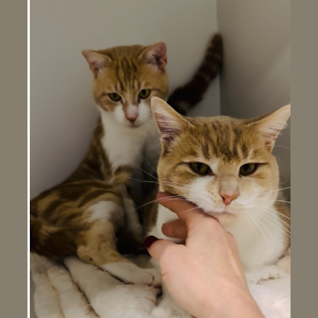 Photo of Maple And Benny