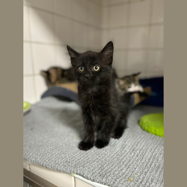 Photo of Fig