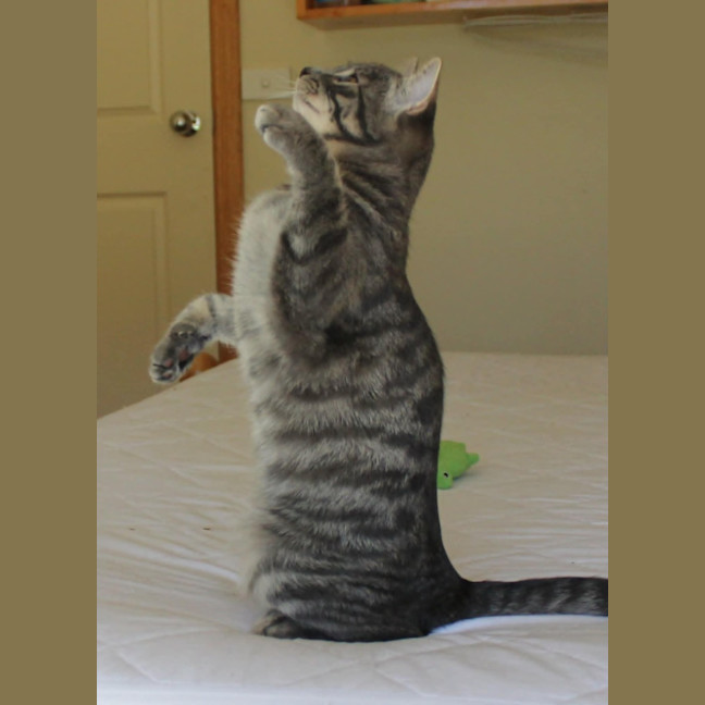 Photo of Orion