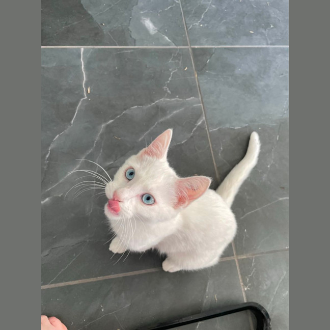 Photo of Chip
