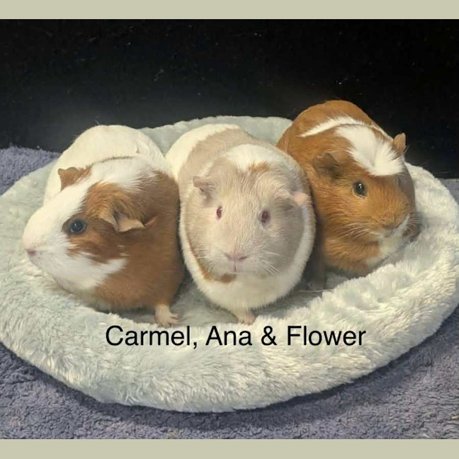 Photo of Ana, Carmel & Flower