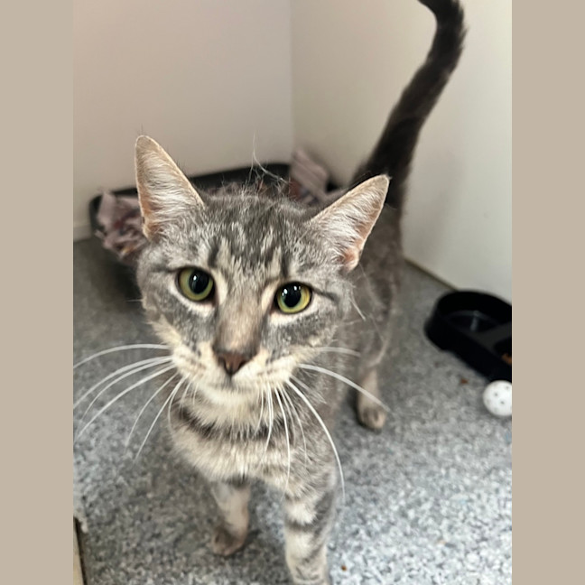 Photo of Missy