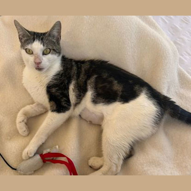 Photo of Miss Patricia Peanut