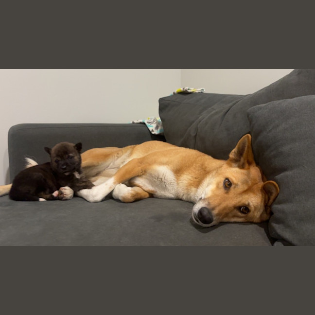 Photo of Koa