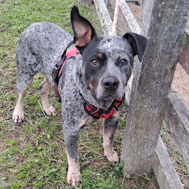 Photo of Bandit