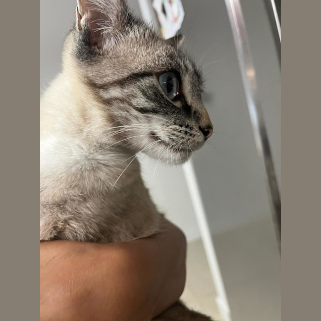 Photo of Pearl