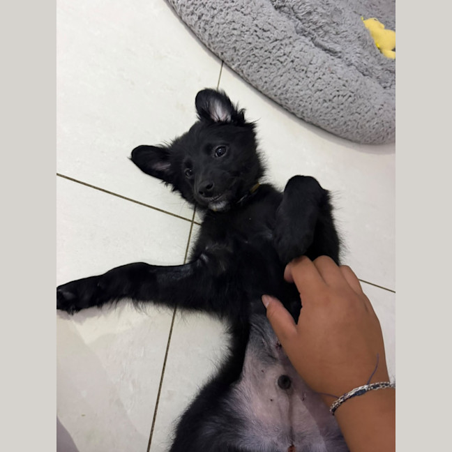 Photo of Rascal