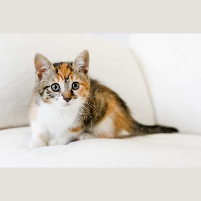 Photo of Rosie