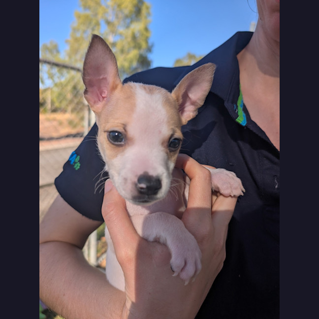 Photo of Apollo