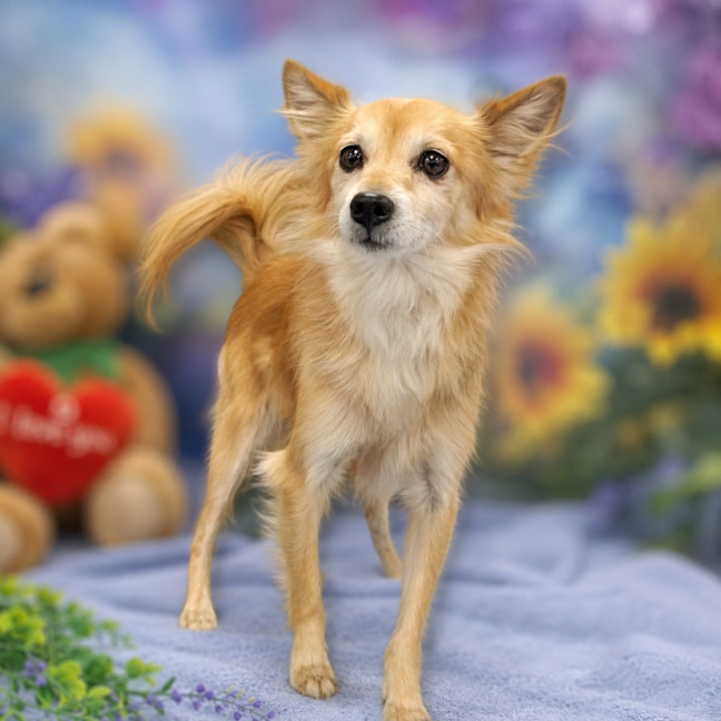 Photo of Simba