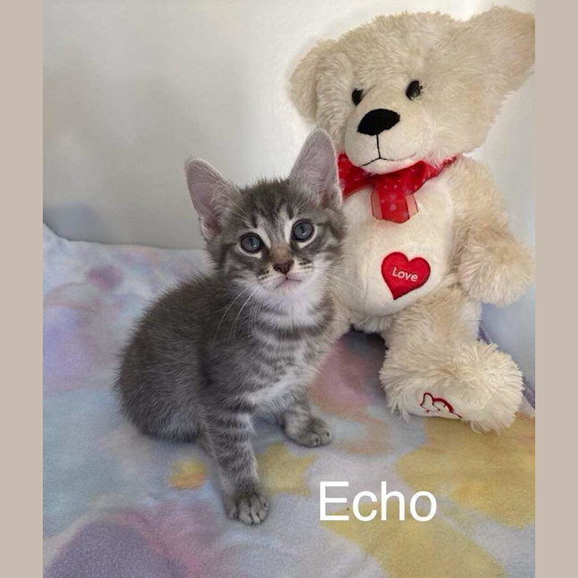 Photo of Echo