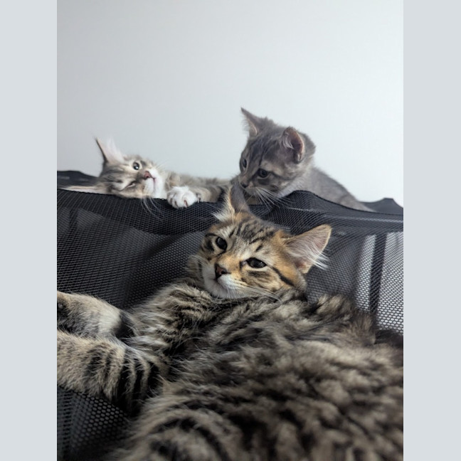 Photo of Riddle Clowder