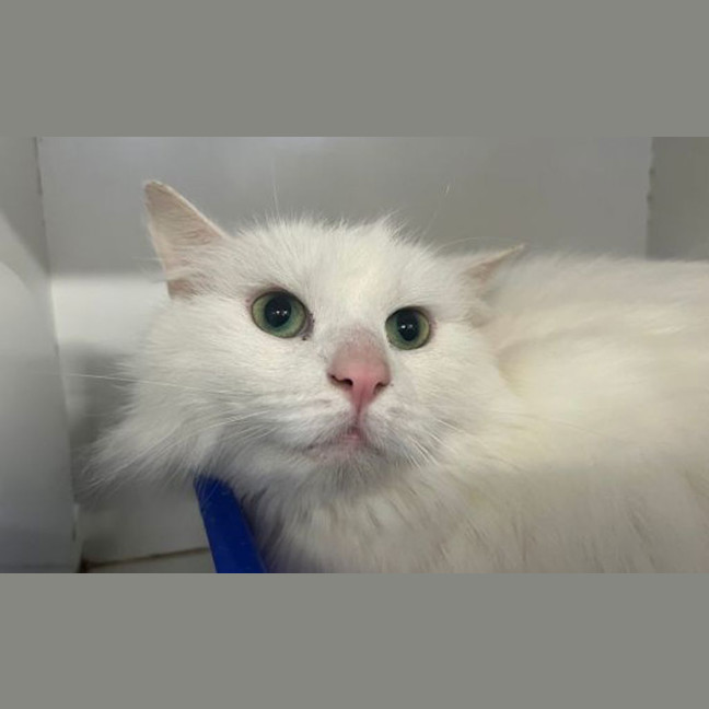 Photo of Snowflake