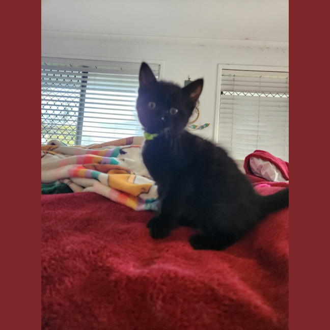 Photo of Luna