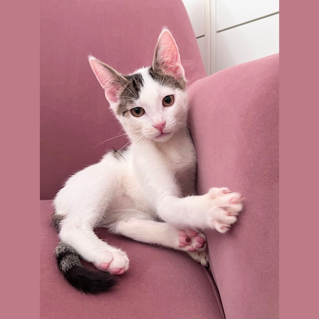 Photo of Sugar