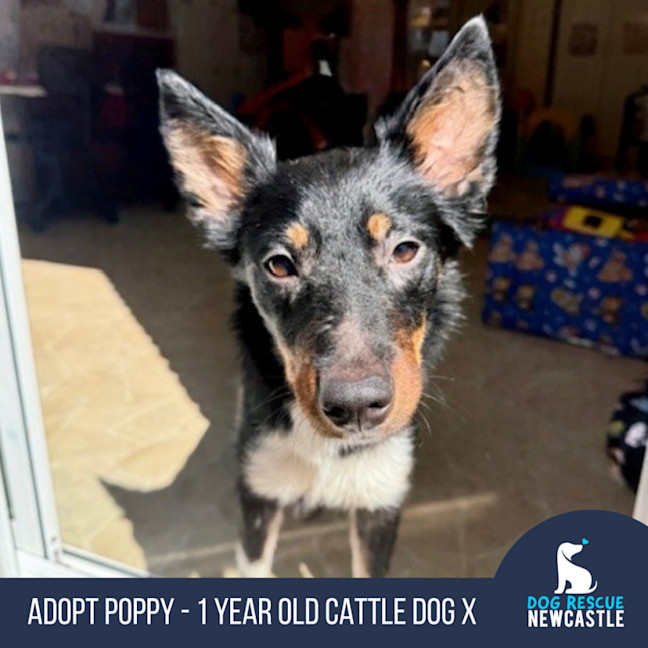 Photo of Poppy   1 Year Old Cattle Dog X