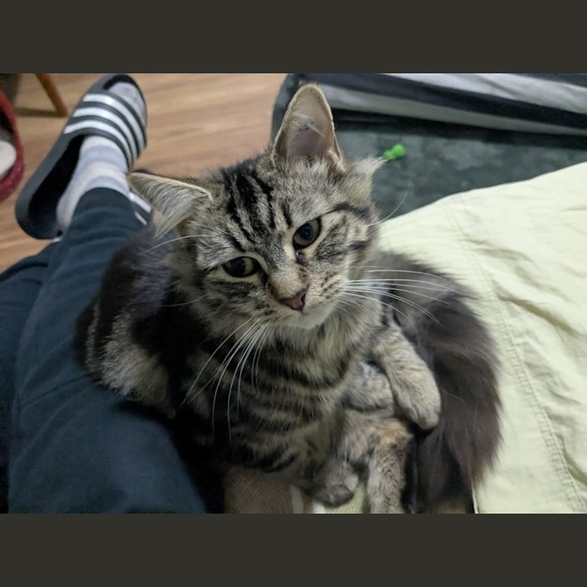 Photo of Snickerdoodle