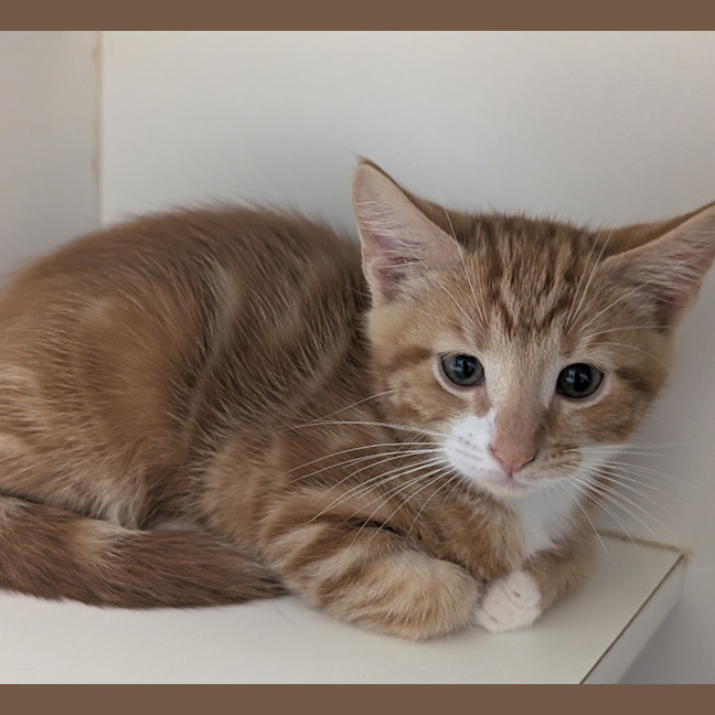 Photo of Buttered Popcorn