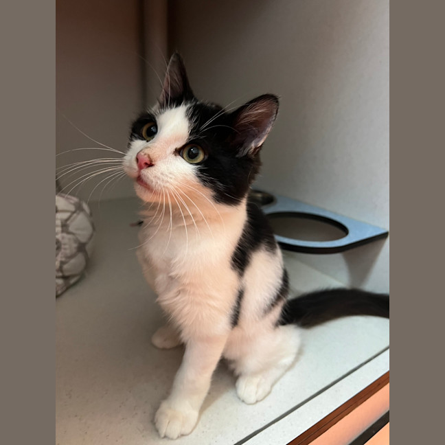Photo of Diana Prince 