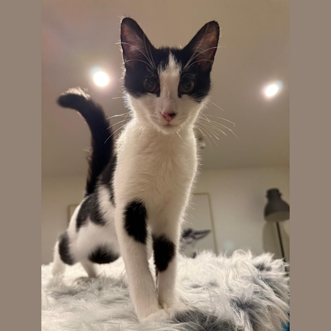 Photo of Oreo