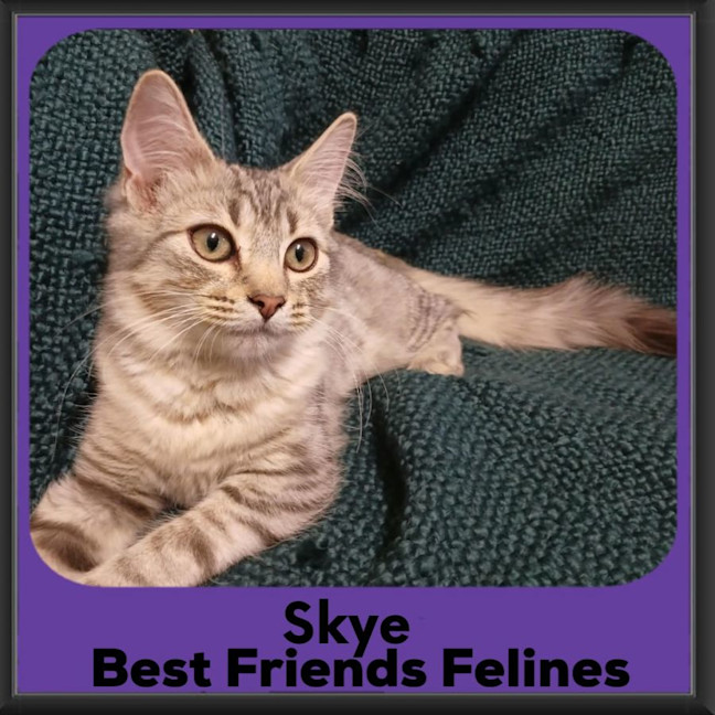Photo of Skye 