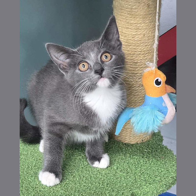 Photo of Tipsy