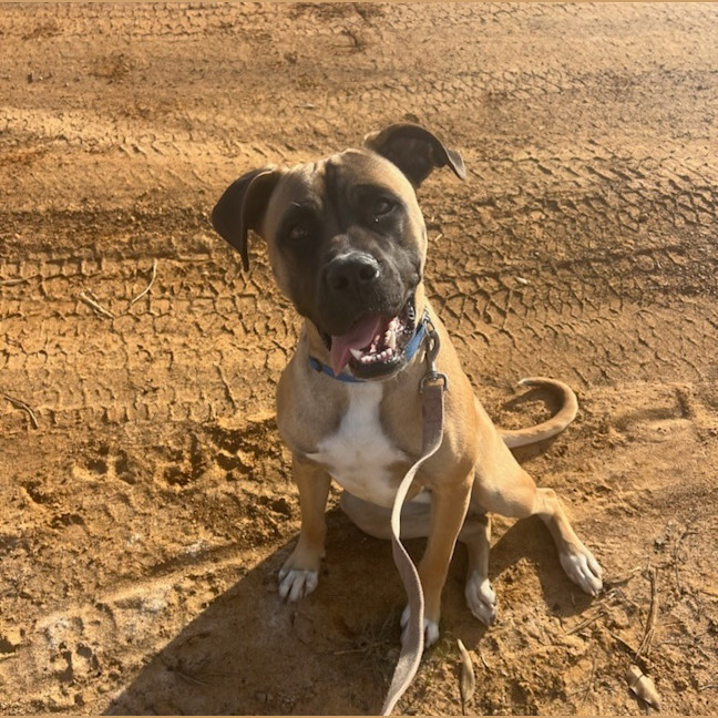 Photo of Dusty