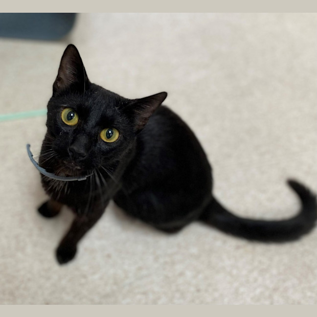 Photo of Ebony (9999)