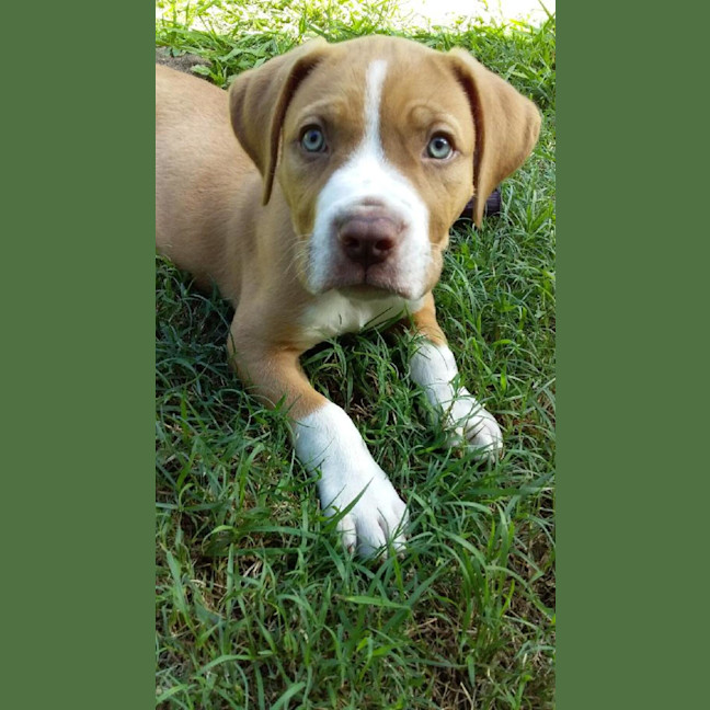 Photo of Cheddar