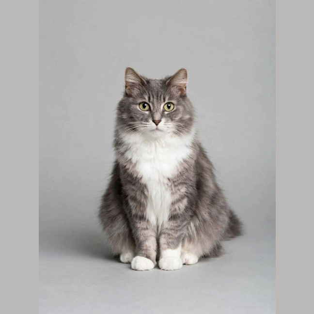 Photo of Misty