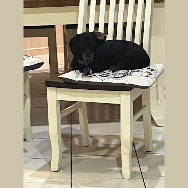 Photo of Mackie   The Happy Go Lucky Puppy