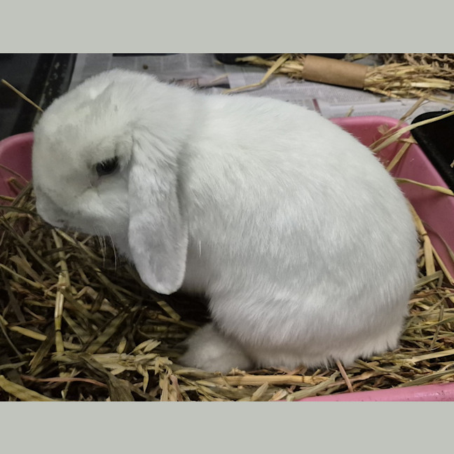 Photo of Charlie 