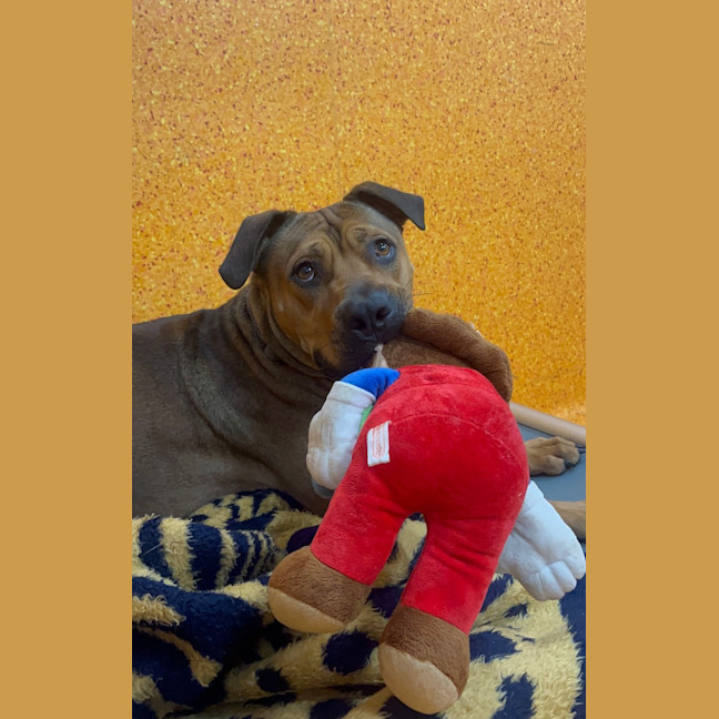 Photo of Rosco