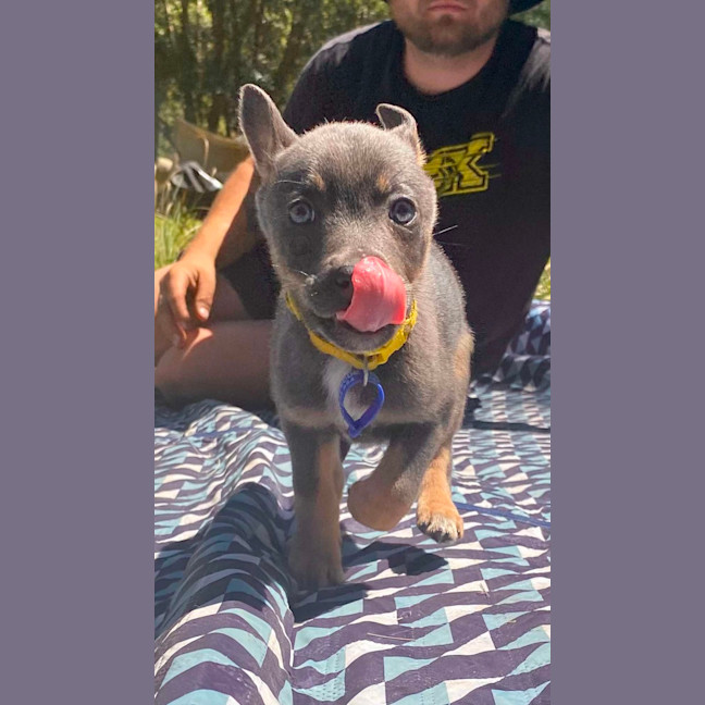 Photo of Pepper   8 Week Old Kelpie X (Trial)