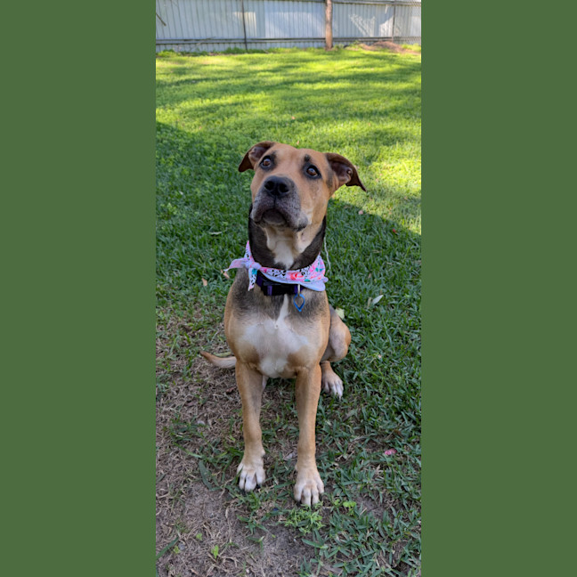 Photo of Mali *$250 Adoption Fee*
