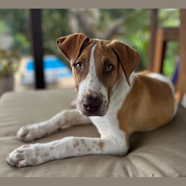Photo of Ham