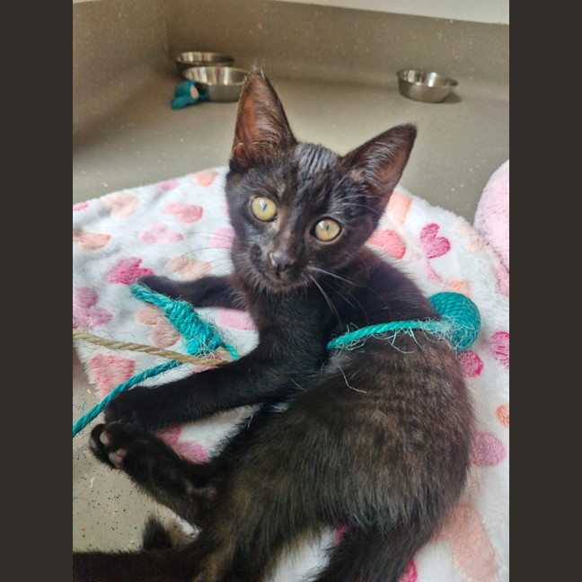 Photo of C1544 Odessa