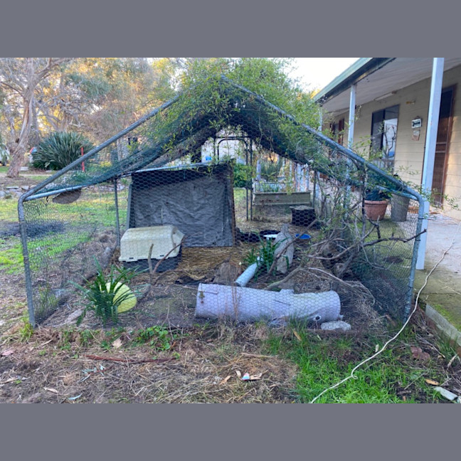 Photo of Bailey, Landon And Wooly 