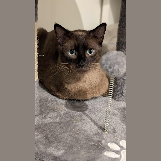 Photo of Shiloh
