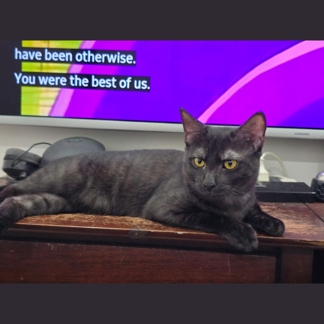 Photo of Yahtzee