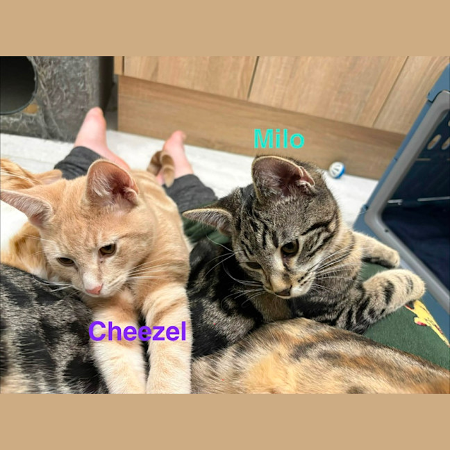 Photo of Cheezel & Milo