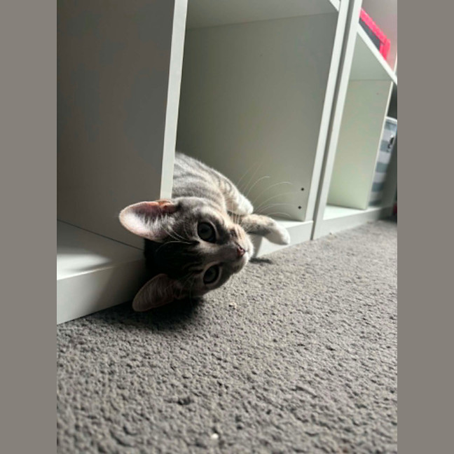 Photo of Gyp