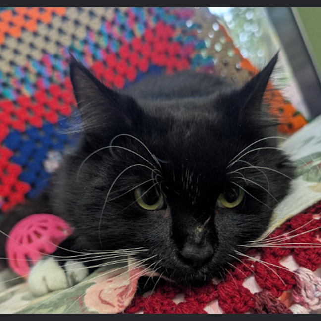 Photo of Postecoglou